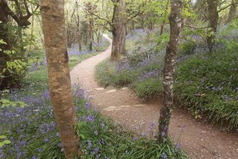 Bluebells along the path in Tintern