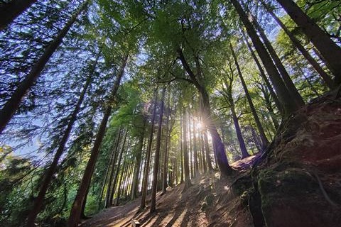 Sun shining through the trees in Borodale wood
