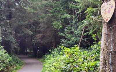Essential works to take place in Ramsfort Forest Gorey