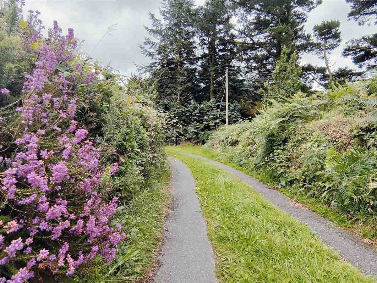 path on Tara hill