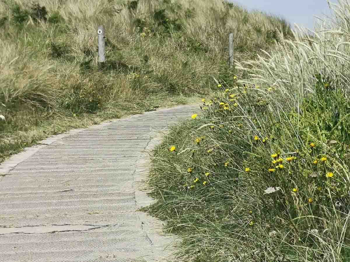 boardwalk on ballyteige burrow trail