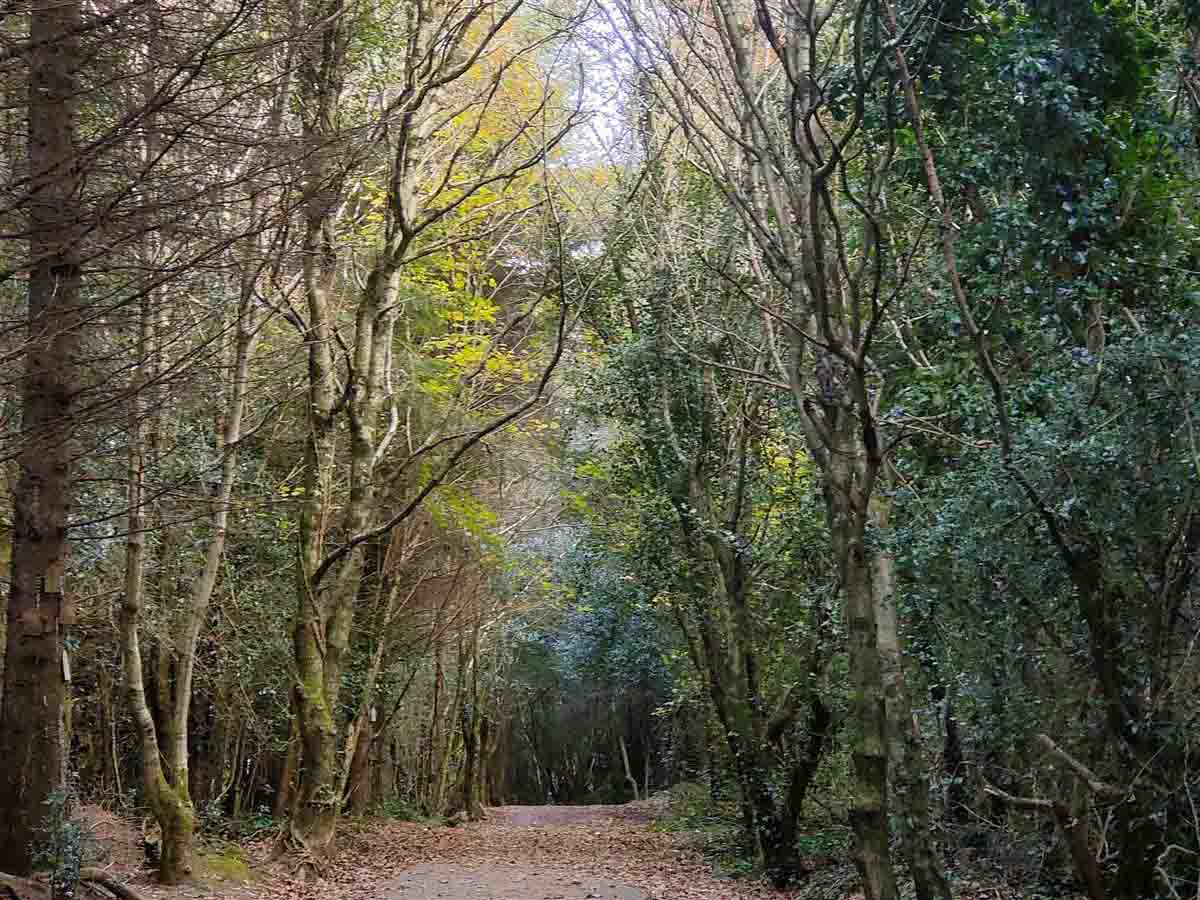 Ramsfort Wood Trail