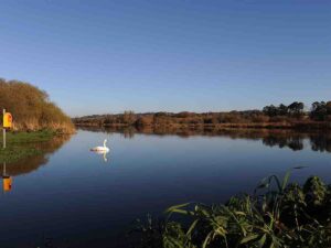 swan on the river Slaney's clear calm waters under a blue sky